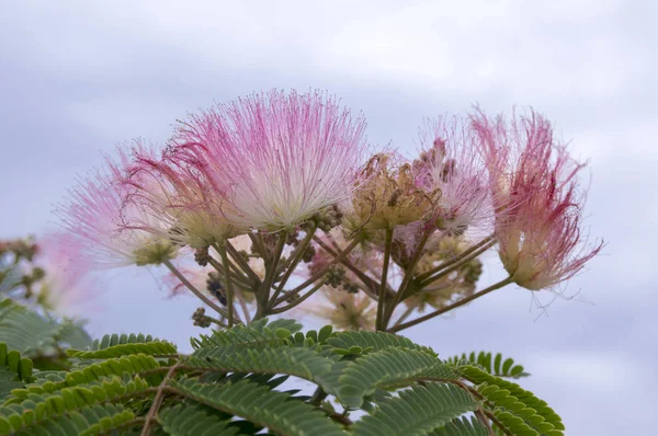 Albizia Julibrissin Mătase Persană Mătase Roz Floare — Fotografie, imagine de stoc