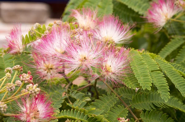 Albizia Julibrissin Mătase Persană Mătase Roz Floare — Fotografie, imagine de stoc