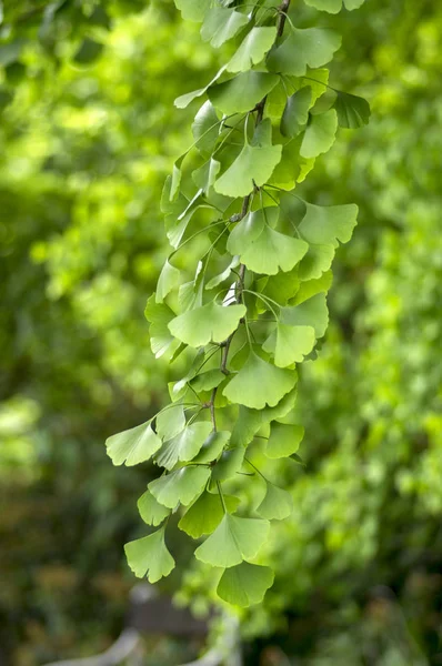 Ginkgo Biloba Drzewa Gałęzie Zielonych Liści Uzdrowienie Roślin Świetle Dziennym — Zdjęcie stockowe