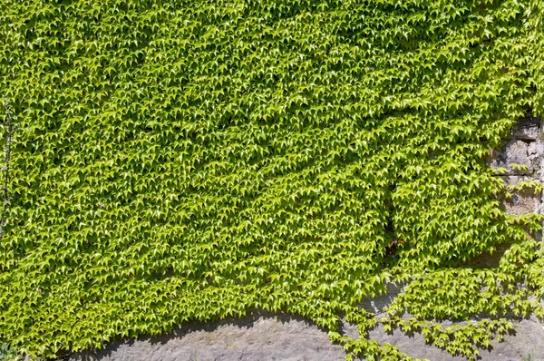 Parthenocissus Tricuspidata Kriechende Blume Der Wand Natürliches Hintergrundmuster Sonnenlicht — Stockfoto