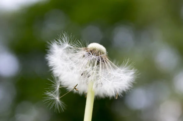 Close Dandelion Desbotada Taraxacum Officinale — Fotografia de Stock