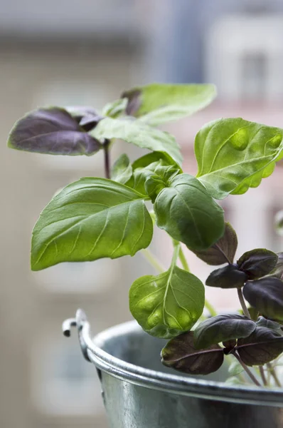 Tasty and aromatic Thai basil leaves, red basil and common basil in one pot in daylight