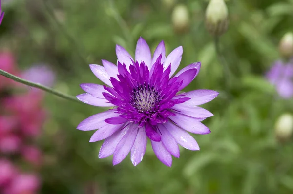 Xeranthemum Annuum Ежегодный Вечный Бессмертный Расцвет — стоковое фото