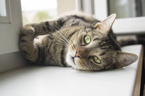Bored Cat Lying Windowsill Asking Attention Eye Contact Funny Adult — Stock Photo, Image