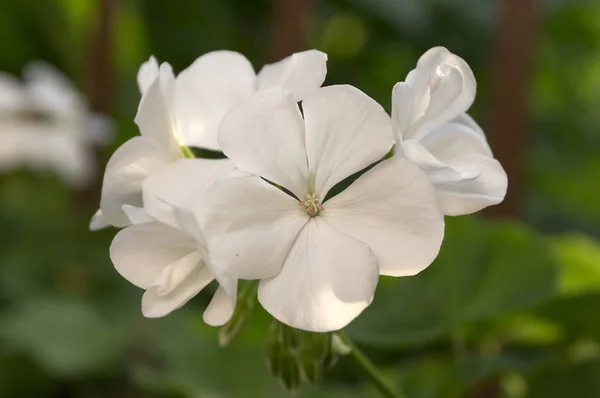 Pelargonium Zonale Pelargonium Hortorum Sapato Cavalo Pelargonium Wildemalva Flor — Fotografia de Stock