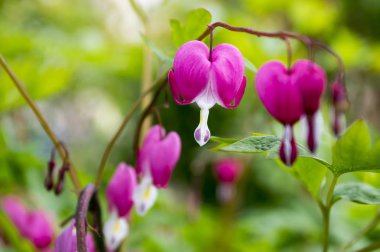Dicentra spectabilis kanayan kalpler dalı, bahar bahçe, güzel çalı çiçekli bitki pembe