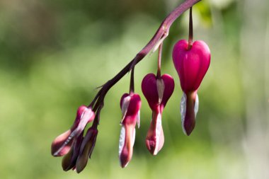 Dicentra spectabilis kanayan kalpler dalı, bahar bahçe, güzel çalı çiçekli bitki pembe