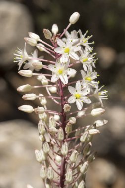 Rimia maritima, Urginea maritima, squill, deniz squill, deniz soğan, deniz squill, kırmızı squill, benzersiz Yunanistan soğanlı çiçek çiçeklenme