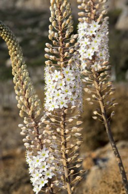 Rimia maritima, Urginea maritima, squill, deniz squill, deniz soğan, deniz squill, kırmızı squill, benzersiz Yunanistan soğanlı çiçek çiçeklenme