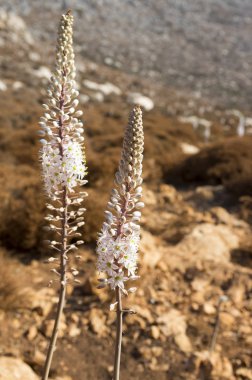 Rimia maritima, Urginea maritima, squill, deniz squill, deniz soğan, deniz squill, kırmızı squill, benzersiz Yunanistan soğanlı çiçek çiçeklenme
