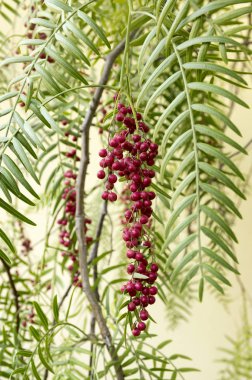 Schinus molle, Peru biber, Amerikan biber, peppertree, escobilla, sahte biber, molle del Peru, biber ağacı, biber ağacı, Kaliforniya biber ağacı, pirul, meyve ile Perulu mastik