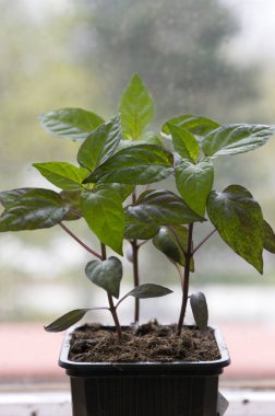Siyah Zeytin Süs, Capsicum Annuum bitki