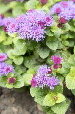 Ageratum houstonianum, Ageratum mexicanum, flossflower, bluemink, blueweed, kedi ayak, Meksika boya fırçası, küçük çalı çiçek