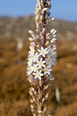 Rimia maritima, Urginea maritima, squill, deniz squill, deniz soğan, deniz squill, kırmızı squill, benzersiz Yunanistan soğanlı çiçek çiçeklenme