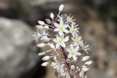 Rimia maritima, Urginea maritima, squill, deniz squill, deniz soğan, deniz squill, kırmızı squill, benzersiz Yunanistan soğanlı çiçek çiçeklenme