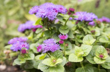 Ageratum houstonianum, Ageratum mexicanum, flossflower, bluemink, blueweed, kedi ayak, Meksika boya fırçası, küçük çalı çiçek
