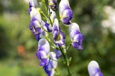 Aconitum paniculigerum, Aconitum cammarum, bilinen, boğan, wolfs bane, leoparlar bane, mousebane, Bayan bane, şeytan kask, bütün zehirler, çiçek mavi roket kraliçesi