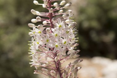 Rimia maritima, Urginea maritima, squill, deniz squill, deniz soğan, deniz squill, kırmızı squill, benzersiz Yunanistan soğanlı çiçek çiçeklenme