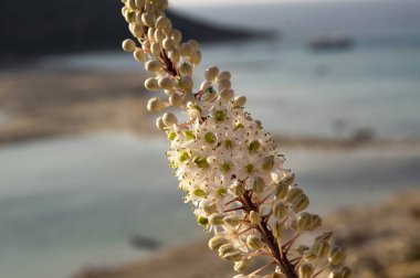 Rimia maritima, Urginea maritima, squill, deniz squill, deniz soğan, deniz squill, kırmızı squill, benzersiz Yunanistan soğanlı çiçek çiçeklenme