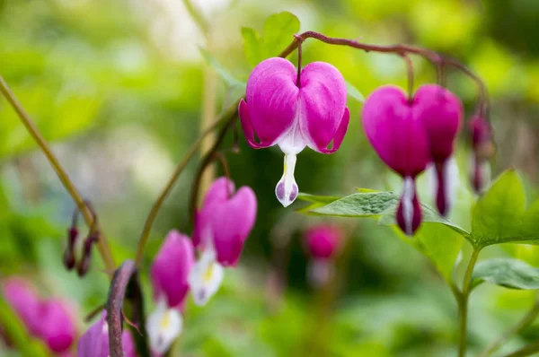 Dicentra Spectabilis Rosa Blutende Herzen Zweig Blühende Pflanze Frühlingsgarten Schöner — Stockfoto