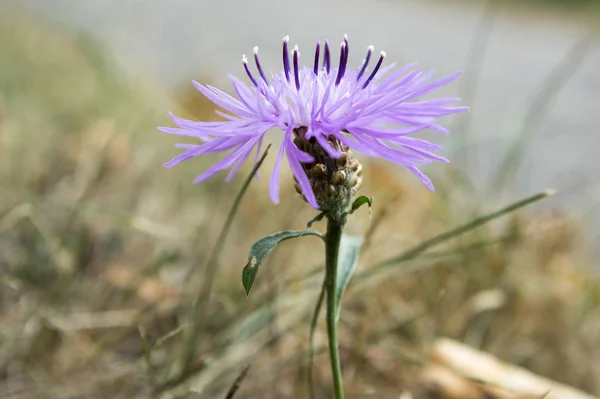 Centaurea Jacea Brun Teveronika Brownray Teveronika Blom Örtartade Perenna Växter — Stockfoto