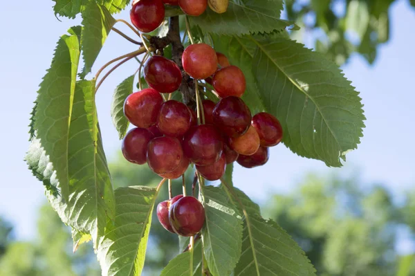 Prunus Avium Γλυκό Κεράσι Άγριο Κεράσι Φρούτα Στον Κλάδο Ώριμα — Φωτογραφία Αρχείου