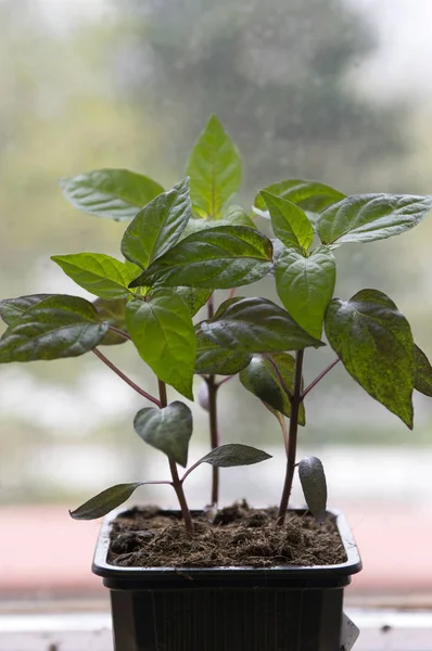 Siyah Zeytin Süs, Capsicum Annuum bitki