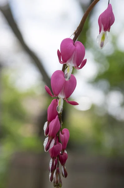 Dicentra Spectabilis Pink Bleeding Hearts Branch Flowering Plant Springtime Garden — Stock Photo, Image
