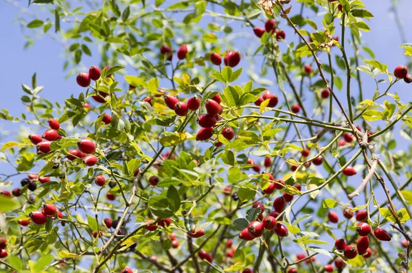 Rosa Canina Rosa Perro Con Frutos Rojos Frescos Maduros Rosa — Foto de Stock