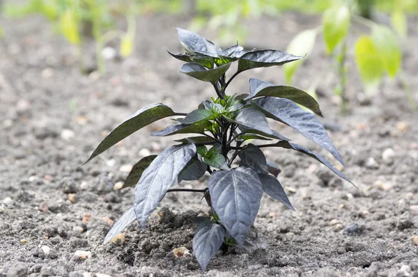 Black Olive Ornamental Capsicum Annuum Plant — Stock Photo, Image