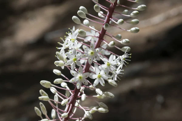 Rimia Maritima Urginea Maritima Blåstjärna Havet Blåstjärna Havet Lök Maritima — Stockfoto