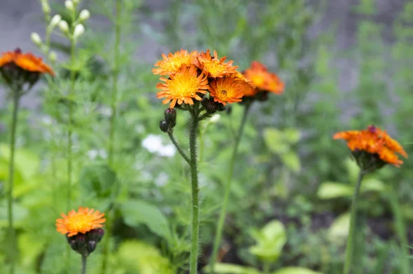 Волосистая Лисичка Оранжевый Hawkweed Цветы Цвету — стоковое фото