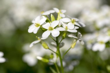 Arabis caucasica süs bahçe beyaz çiçekler, dağ taş cress zemin örtüsü bitki çiçek