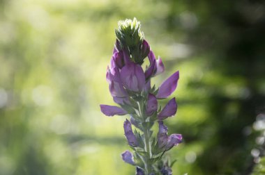 Ononis spinosa, dikenli restharrow çiçek