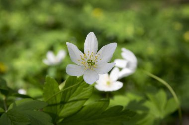 Bloom, vahşi güzel çiçekler bahar anemon