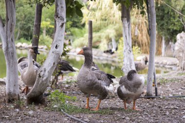 Anser anser türlerin büyük kaz, boz kaz denilen büyük kuş, kaz su birikintisi yakın rahatlatıcı Grup