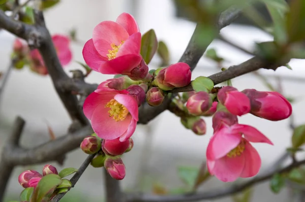 Ornamental shrub Chaenomeles japonica cultivar superba with beautiful light pink petals and yellow center, branches full of flowers and buds