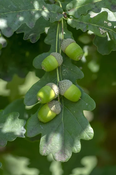 Quercus robur yeşil ağaç dalları yaprakları ve unripened meyve meşe palamutları güneş ışığı ile