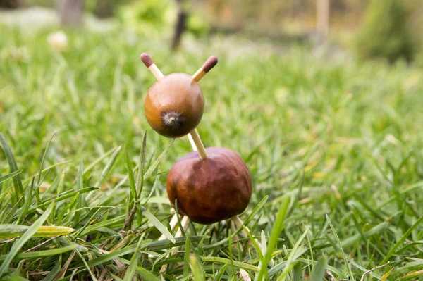 Divertido Castaño Bellota Coincide Con Animal Hierba Pastoreo Pasto Aire — Foto de Stock