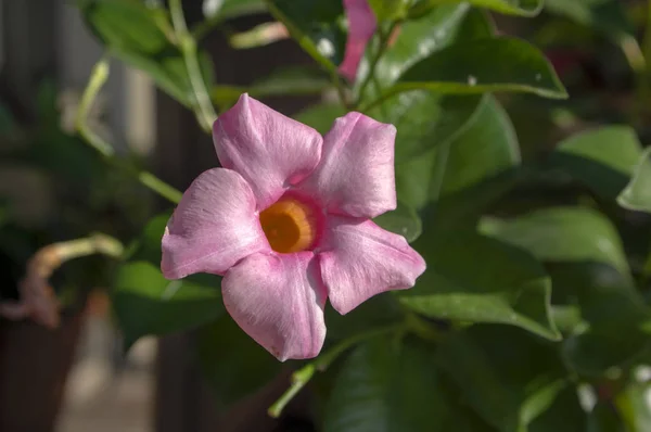 Mandevilla sanderi tropical ornamental flowers in bloom, pink flowering shrub, green leaves