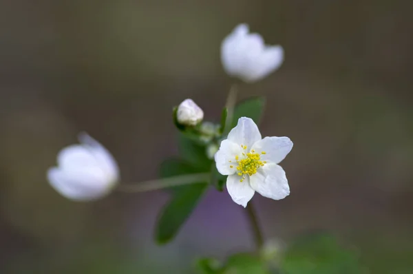 Rue Leaved Isopyrum Springtime Flower Group White Flowering Plants Green — Stock Photo, Image