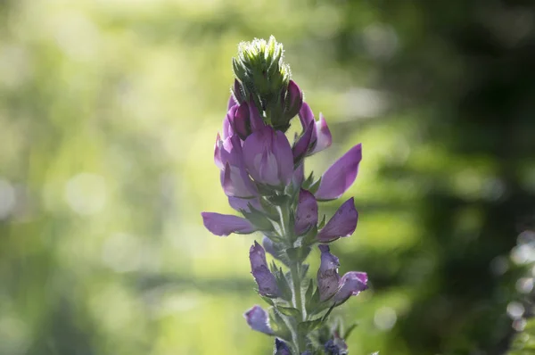 Ononis Spinosa Taggiga Restharrow Blom — Stockfoto