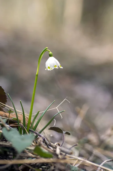 Leucojum Vernum Flores Copos Nieve Primavera Prado Sinlgle Abandonaron Planta — Foto de Stock