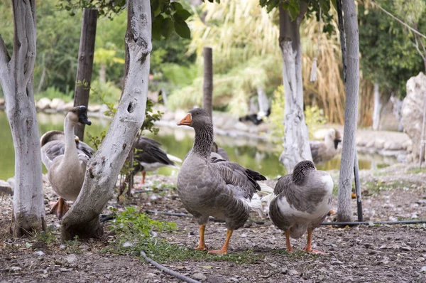 Anser Anser Espécies Ganso Grande Pássaro Grande Chamado Ganso Greylag — Fotografia de Stock