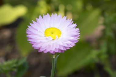 Rhodanthe chlorocephala rosea, helipterum roseum, sonsuz Daisy, kağıt papatya, acroclinium roseum çiçek