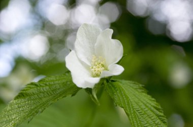 Beyaz Rhodotypos scandens, jetbead, çiçek açan