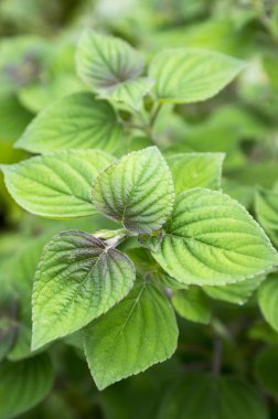 Ada çayı elegans - ananas Sage'nın kırmızı çiçek