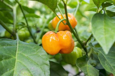Kırmızı biber Chinenses, Habanero kırmızı, çok sıcak meyve çalı üzerinde asılı olgunlaşma