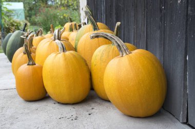 Kış kabak, yuvarlak, oblate, oval şekil cucurbita pepo styriaca, Steiermark kabak çekirdeği yağı, Cadılar Bayramı için hazır için kullanılan bitki sürünen