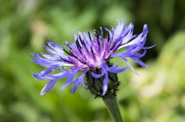 Mavi squarrose Knapweed çiçek